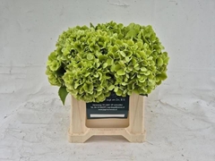 Hydrangea Blizzard Classic 40cm 12-14cm Hd