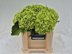 Hydrangea Blizzard Classic 50cm 15-17cm Hd