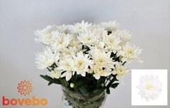Chrysanth Spray Baltica 70cm 85gr.