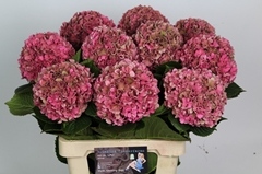 Hydrangea Glowing Alps Classic 65cm 15-17cm Hd