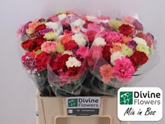 Dianthus Single Mix Per Bunch 55cm