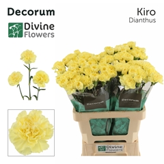 Dianthus Single Kiro 60cm