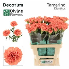 Dianthus Single Tamarind 60cm