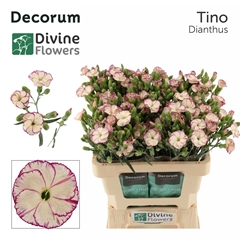 Dianthus Spray Single Solomio Tino 60cm