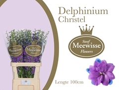 Delphinium Double Christel 100cm