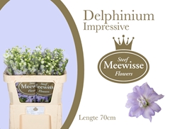 Delphinium Double Dewi Impressive 70cm