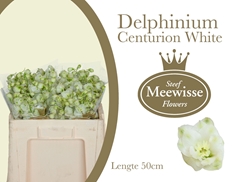 Delphinium Double Centurion White 50cm