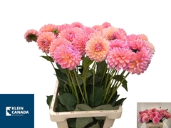 Dahlia Linda's Baby 70cm