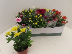 Chrysanth Mix 8 Colours 12Ø 25cm