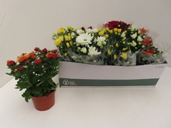 Chrysanth Mix 8 Colours 12Ø 25cm