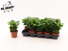 Coffea 12Ø 25cm