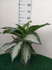 Aglaonema Silver Bay 17Ø 50cm