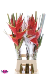 Heliconia Bihai 90cm