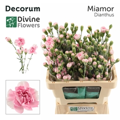 Dianthus Spray Miamor 60cm