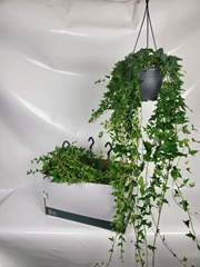 Hedera Helix Shamrock 19Ø 100cm
