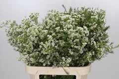 Chamelaucium Grace 80cm 55gr.