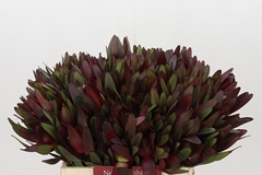 Leucadendron Safari Sunset 40cm