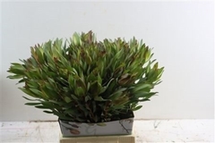 Leucadendron Safari Sunset 50cm