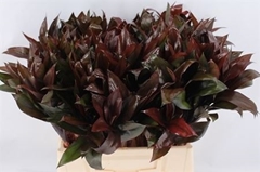 Cordyline Purple Compacta 45cm