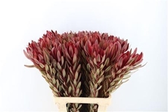 Leucadendron Safari Sunset 70cm