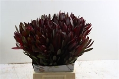 Leucadendron Safari Sunset 50cm