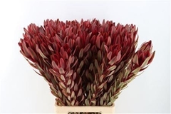 Leucadendron Safari Sunset 80cm