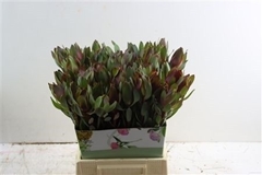 Leucadendron Safari Sunset 50cm