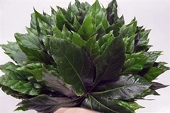 Fatsia Japonica Leave 50cm