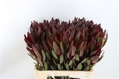 Leucadendron Safari Sunset 60cm