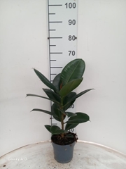 Ficus Robusta 17Ø 65cm