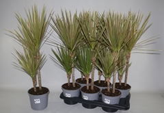 Dracaena Bicolor 17Ø 75cm