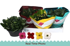 Kalanchoe Single Mix 4 Colours 23Ø 25cm