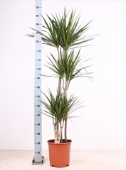 Dracaena 27Ø 170cm