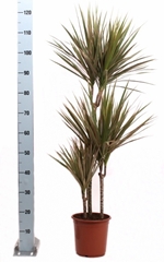 Dracaena Bicolor 21Ø 115cm
