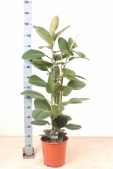 Ficus Robusta 27Ø 165cm