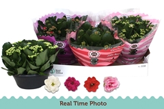 Kalanchoe Double Mix 23Ø 27cm