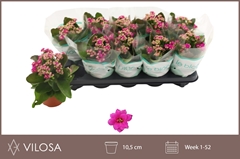 Kalanchoe Double Rosalina Geraldo Purple 10Ø 23cm