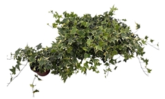 Hedera Helix Yellow Ripple 13Ø 30cm