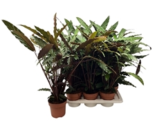 Calathea Rufibarba 17Ø 75cm