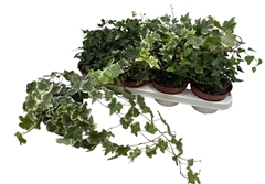 Hedera Helix Mix 3 Pieces 13Ø 40cm