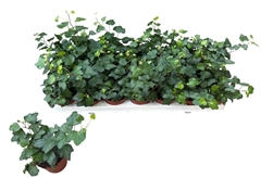 Hedera Helix Wonder 8Ø 10cm