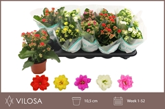 Kalanchoe Double Mix 10Ø 23cm