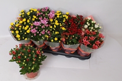 Chrysanth Double Mix 12Ø 26cm