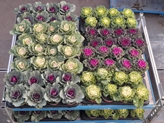 Brassica Oleracea 13Ø 18cm