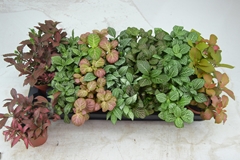 Fittonia Mix 7 Colours 8Ø 12cm