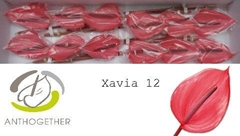 Anthurium Xavia 13cm Hd