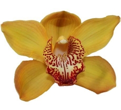 Cymbidium Esther 60cm
