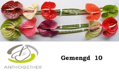 Anthurium Mix 15cm Hd