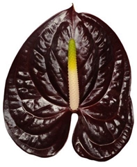 Anthurium Showtime 11cm Hd