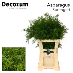Asparagus Densiflorus Sprengeri 65cm